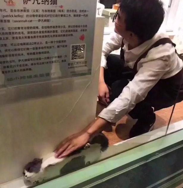 英短不想被人撸藏在角落, 与店员各种斗智斗勇, 表情萌哭无数网友