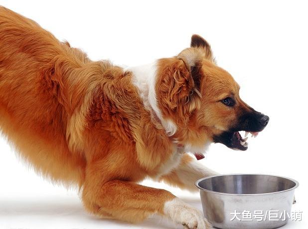 狗狗为什么会护食，是小气还是天性使然？关于护食的真相你要明白