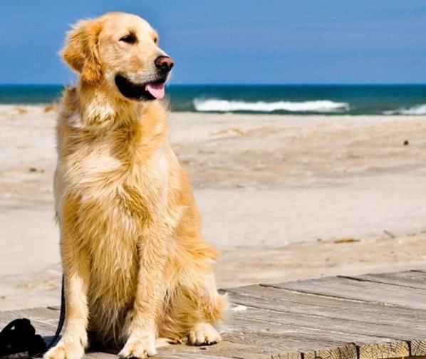 金毛犬、泰迪犬、雪納瑞犬都有什么特點，你會選擇哪種狗狗飼養呢