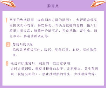 怎么養狗不生病？別買一針疫苗狗，少喂骨頭，買除濕機多梳毛