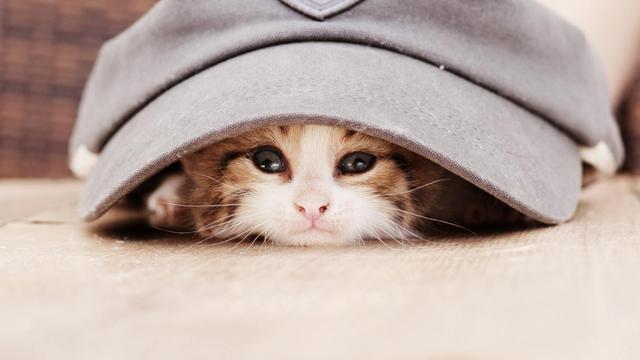 辟谣！谁说猫咪摔不死？很多猫都是被摔死的！