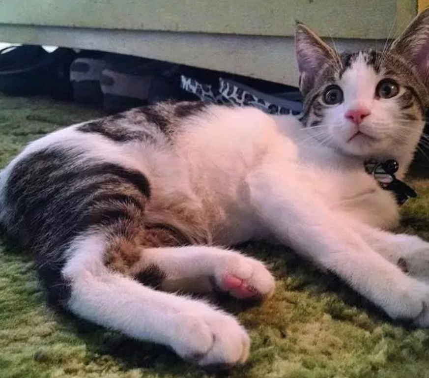 猫妈妈不幸早产，在路上生下小猫后就跑了，女司机的做法值得称赞