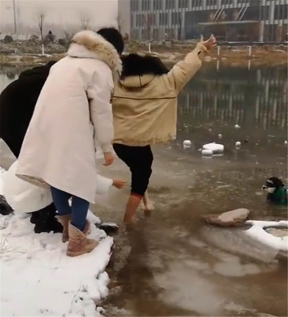 小狗掉进冰窟窿, 站在水里不知所措, 好心人的举动暖心了……