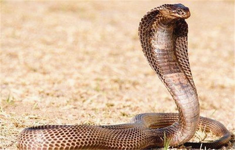 这是一种在当地特别常见的蛇，却经常袭击人类，造成多起死亡事件