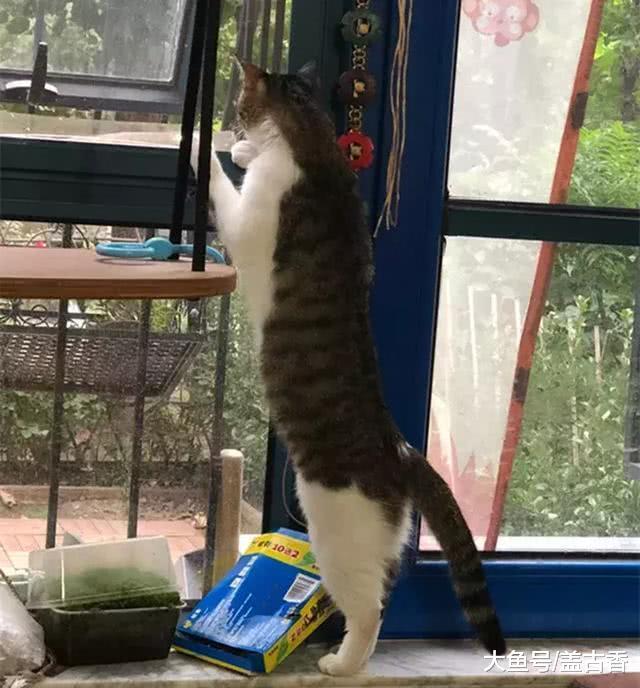 貓咪為了和女友約會，絞盡腦汁想辦法逃跑，結果被鏟屎官面壁思過