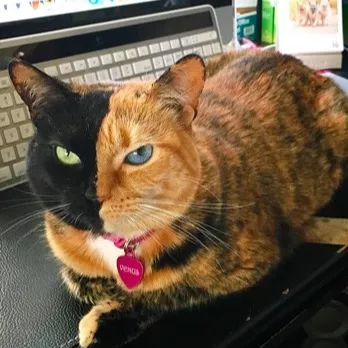 「喵」“金星双面猫”喵咪也会有阴阳脸？？