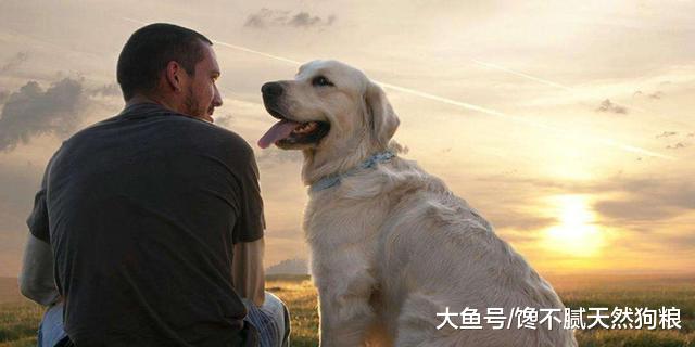 泪目！为什么狗狗被主人伤害时从来不反抗？其实就4个原因