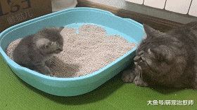 小猫在猫砂盆上厕所没埋粑粑，猫妈上去就打它一爪：不讲卫生啊！