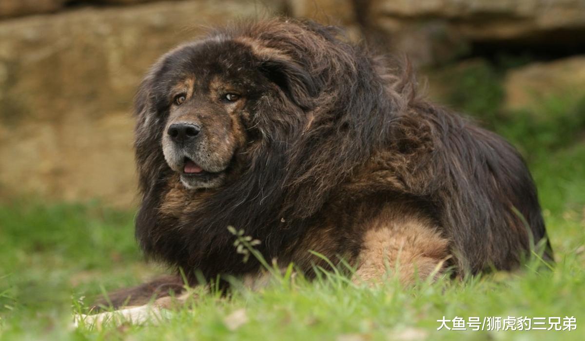 流浪藏獒：逐渐替代猞猁成为雪山二哥，它能打赢雪豹吗？