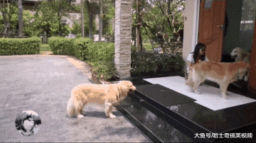 4只金毛在门口排队，没人敢“插队”，宠主：它们都很自觉