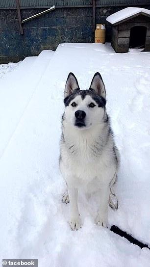 把哈士奇寄养3天，回来收到一个粽子，是怕我的狗尸变吗