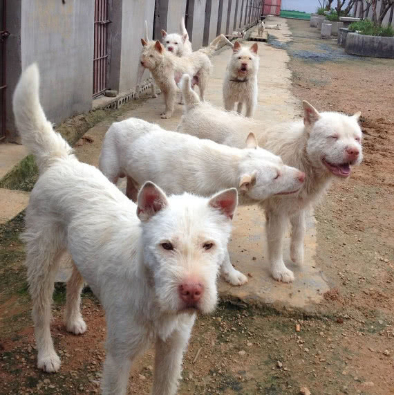 中华田园犬有哪些种类，有着怎样的历史？你对它了解多少