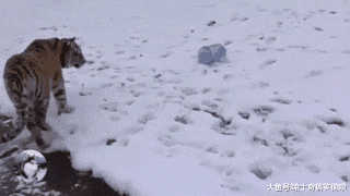 还记得这只狗狗吗？曾被老虎舔得不敢动，狗子其实并不怕它