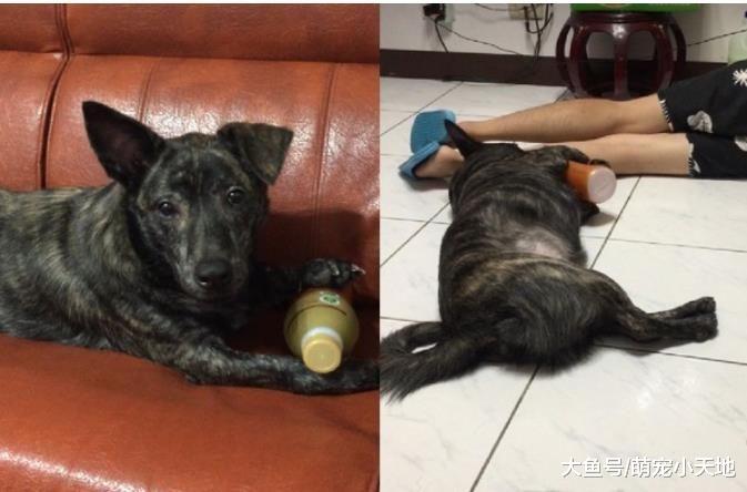 感应到哥哥住院？黑汪趴房间门口思念让妈妈心疼：它们都知道