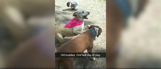 安樂死前，女主人帶著愛犬，體會生命中美好的最后一天！
