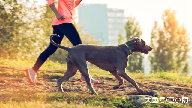 胖成球的狗狗好吗？要想狗狗寿命长，减肥少不了，以下7点要牢记