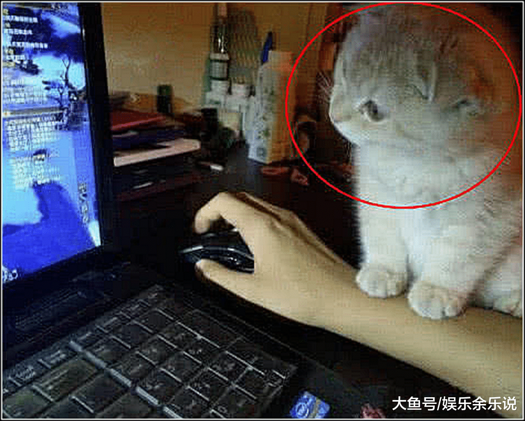 主人下班只顾玩游戏，小奶猫吃醋了，随后的画面瞬间被萌化了