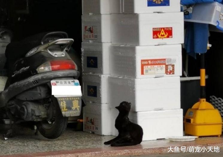 路边看到谜样S型黑毛兽, 网友淡定: 它的单位是一条