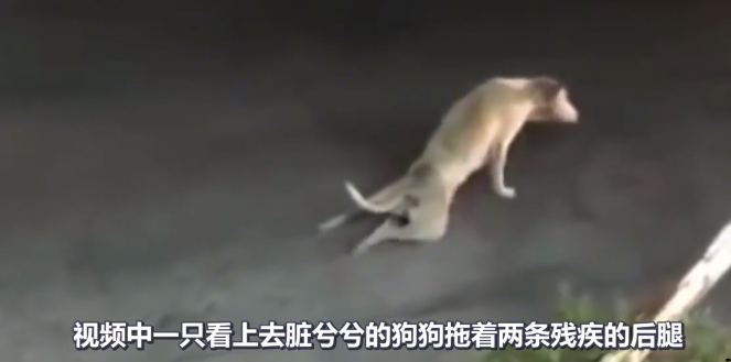 狗子学残疾人，下一秒站起来就跑，这是怎么了？