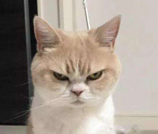 猫咪乱尿这个玄学问题，该如何解决？总有一款解决方案适合你