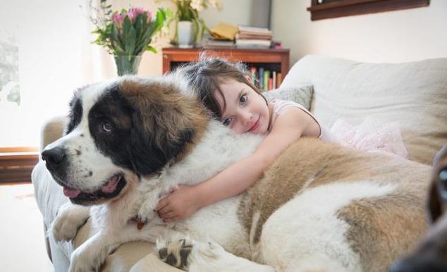 铲屎官的梦想，世界上最高大威猛的狗狗，征服你的少女心