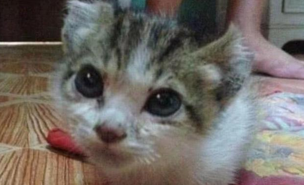 流浪猫眼睛被残忍缝上，网友直呼：没良心啊！