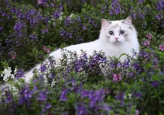 带猫咪去花丛中赏花，结果吸引了无数路人的目光，瞬间秒变明星猫