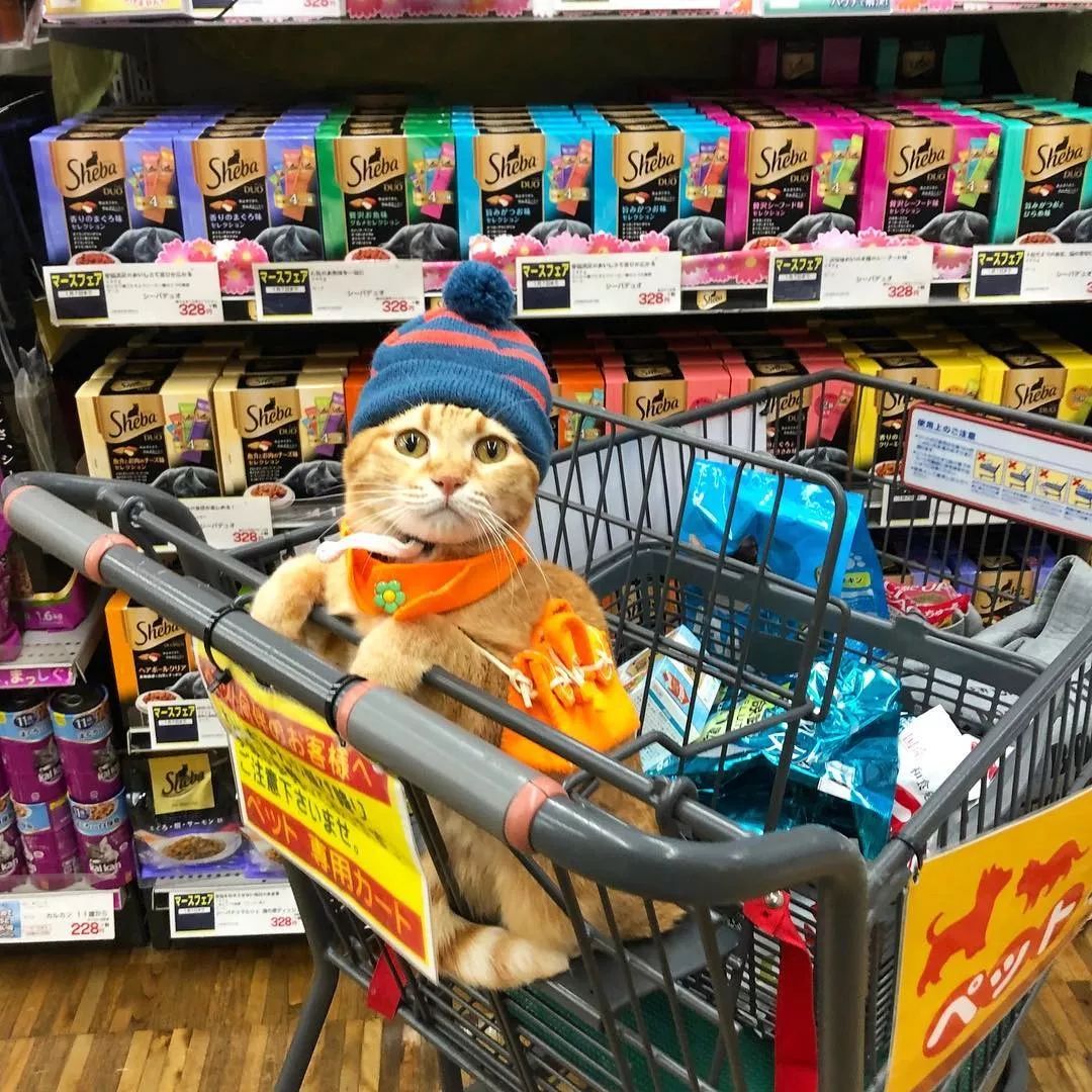 日本一喜欢逛超市的橘猫走红网络！这乖巧认真的画风，简直太萌了！