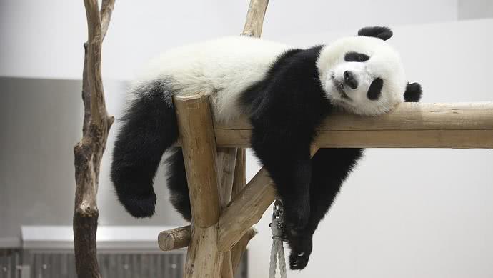 芬兰动物园唱中文歌为熊猫过中秋？实为……