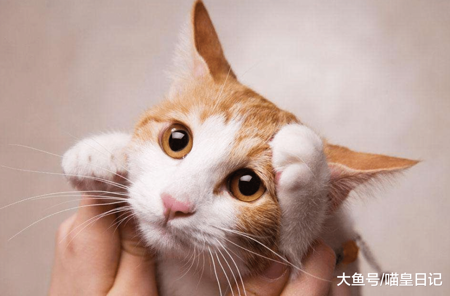 哪些人适合养猫？盘点四种适合养猫的人，快来看看你属于哪一种？