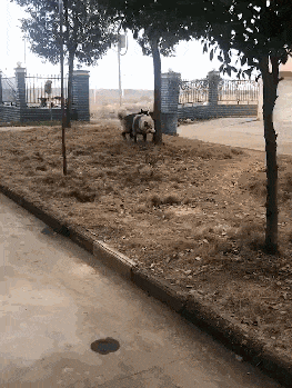 萨摩耶到农村生活十分钟, 主人再狗模样时笑哭, 网友: 真正的土狗