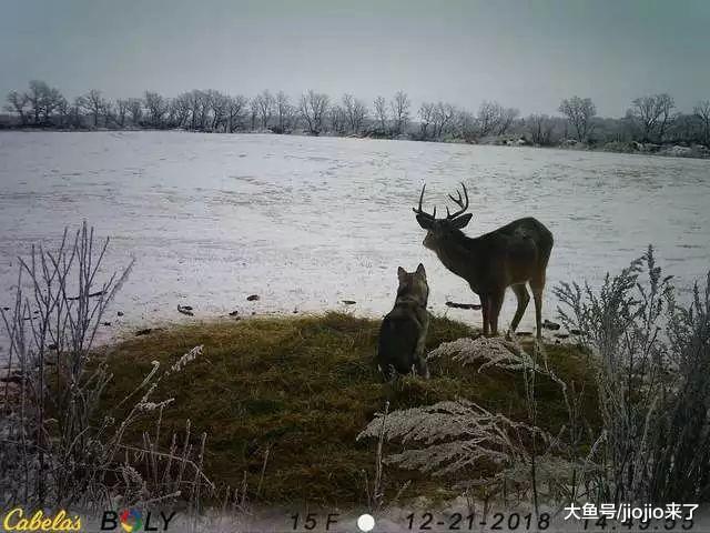 哈士奇莫名失踪，回来后主人查看相机才发现它竟交了个神奇的朋友