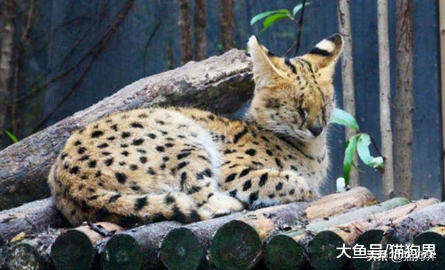 长相霸道的喵星人，你见过几种？