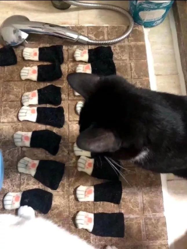 猫猫没错，是人类不该把东西放到猫猫想睡觉的地方