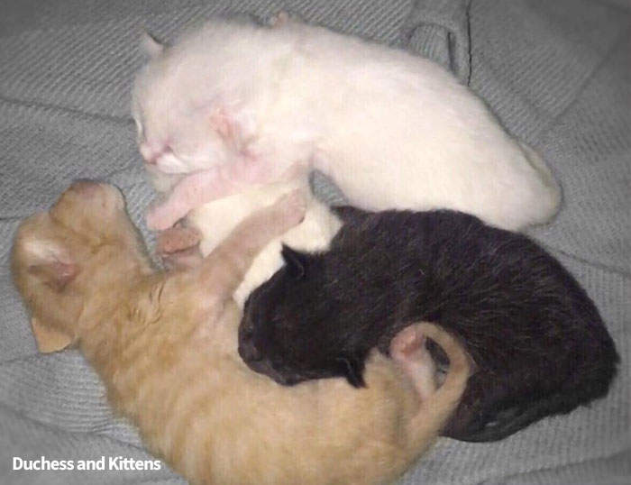 《猫儿历险记》还原度100%，白猫妈妈生下三种颜色的小猫，太可爱了