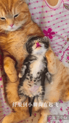 猫咪也有夫妻相吗？