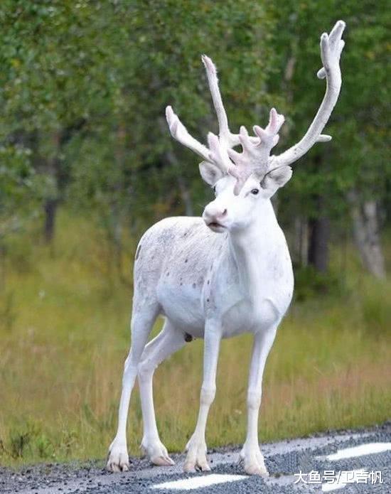 意外发现稀有“梦幻驯鹿”，浑身纯白无暇像是一只“仙鹿”