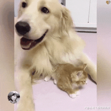 金毛因为太孤独，救了只猫当“媳妇”，过着没羞没臊的生活