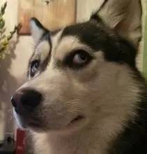 比嫩模还火! 天生蛇精耳+夜店风眼线! 超人气混血网红狗!