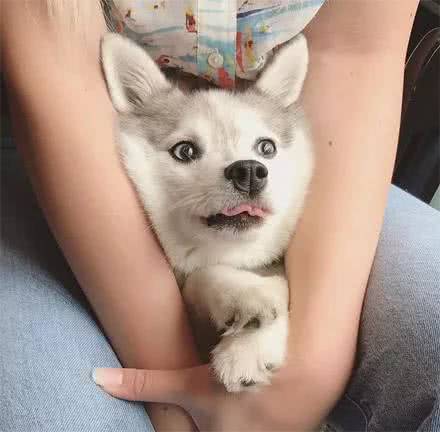 哈士奇和博美生下的孩子，長大后竟變成這樣子，太奇特了