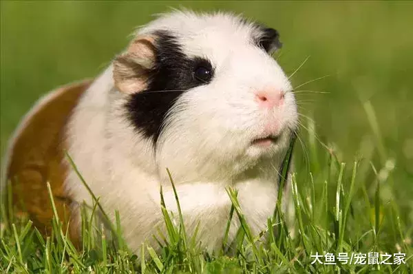出血熱高發季來了，荷蘭豬有危險了