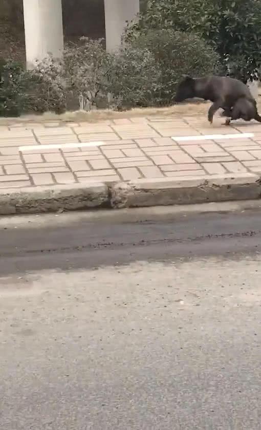 狗用两条前腿在路上飞奔, 网友看后傻眼了: 快让道, 这狗要起飞