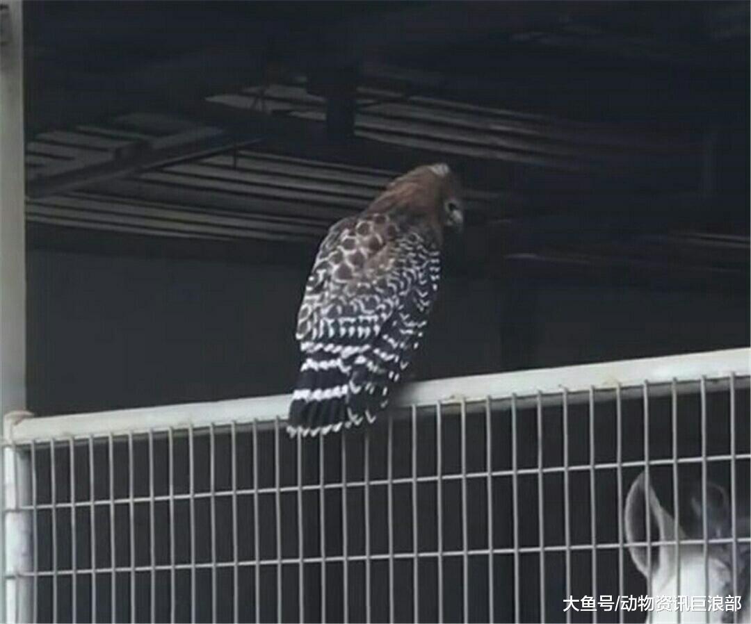 小鸟常飞马舍与骏马幽会 骏马开心得像个几百斤的宝宝