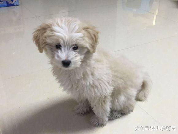 網友撿了一只小狗回家，洗干凈之后發現自己撿到寶了！