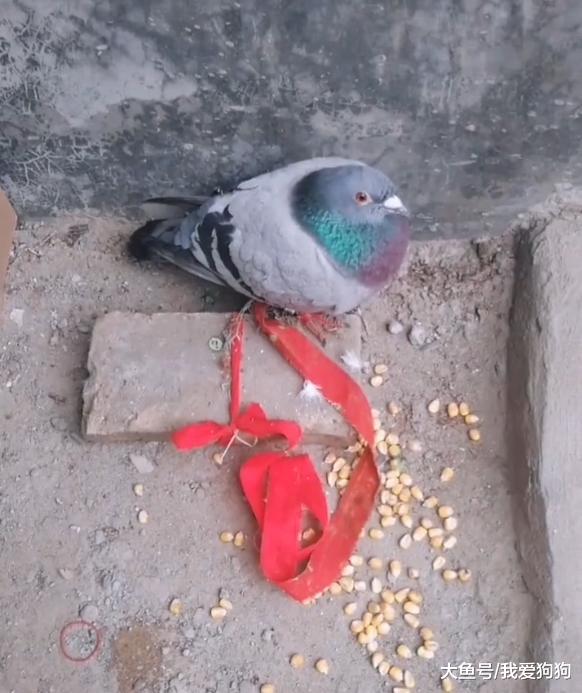 千金捡了个受伤的鸽子养着，早上上学还不放心制定个规则让我学习