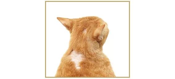 为啥猫咪每天掉毛依然毛茸茸？别酸啦，其实猫也是会秃的！