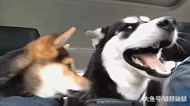 朋友带来只柴犬，见到哈士奇为了表达友善，把二哈舔的怀疑狗生！