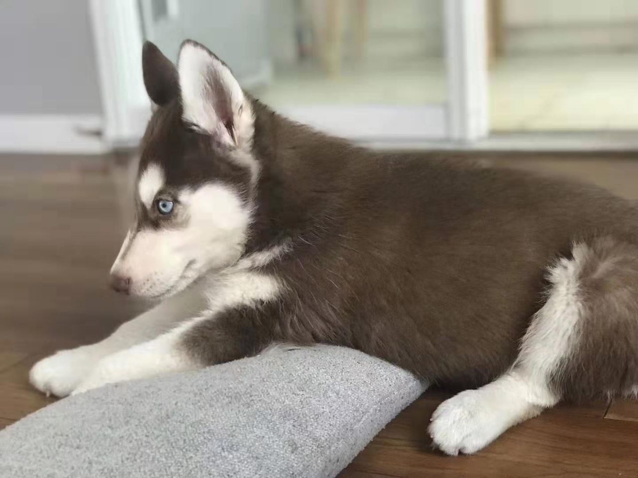 主人出门前和二哈商量好不拆家，结果回家后，床单已经变成了门帘