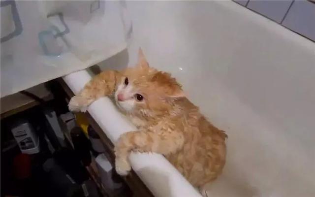 猫咪晚上常做四件事, 主人疑惑猫咪不睡觉, 原是靠间歇性睡眠法!