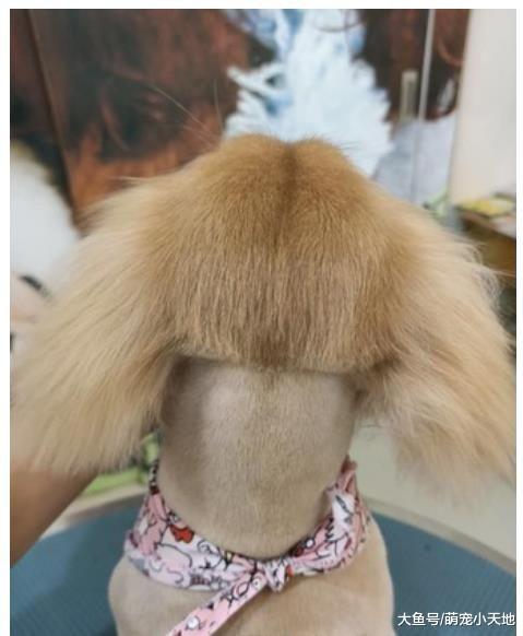 汪星人也有发禁！ 长毛腊肠犬美容完变耳下3公分, 模样让主人爆笑